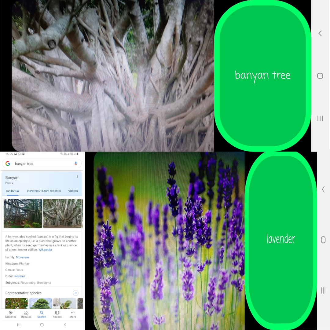 Banner image of Project : An Android Application used for identification of a different number of plants and flowers using the phone's camera and displaying information from the web. It is based on the TensorFlow Lite framework used for image classification in the backend. Data training has been done on computer using the python variant of the same framework and images scraped over the internet.